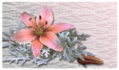 DNSEMP-C-023 Pink Lily